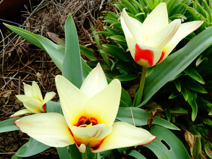 DSC09759 - Plante in gradina 2015