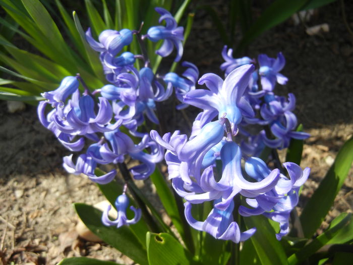 Hyacinth Delft Blue (2015, April 05) - Hyacinth Delft Blue