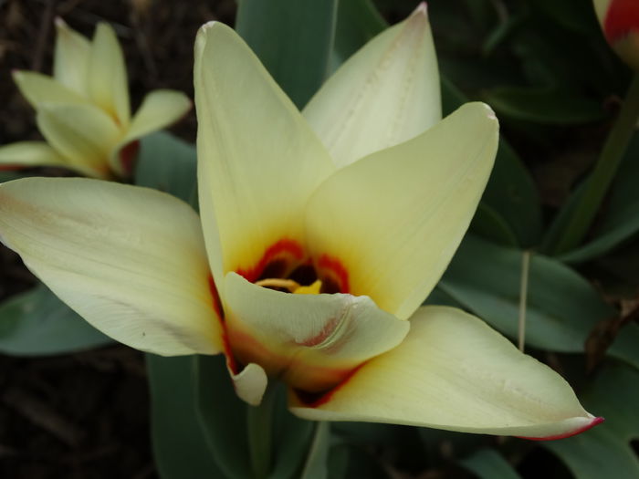 DSC09761 - Plante in gradina 2015