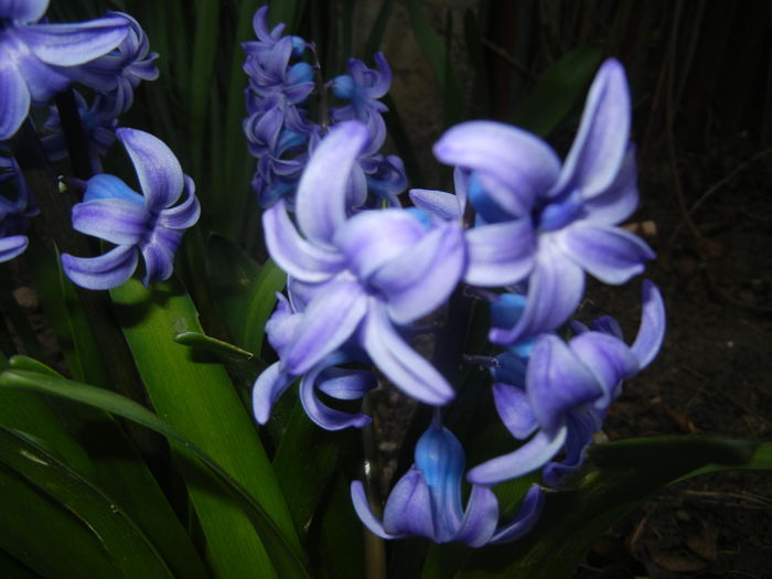 Hyacinth Delft Blue (2015, April 05) - Hyacinth Delft Blue