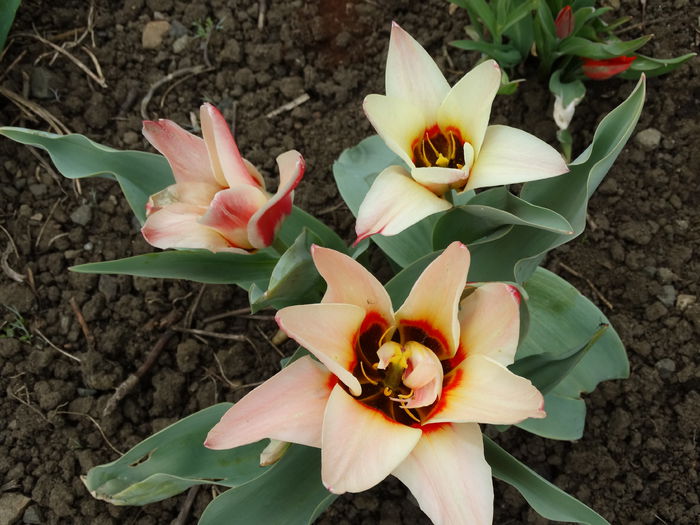 DSC09762 - Plante in gradina 2015