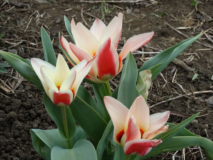DSC09808 - Plante in gradina 2015
