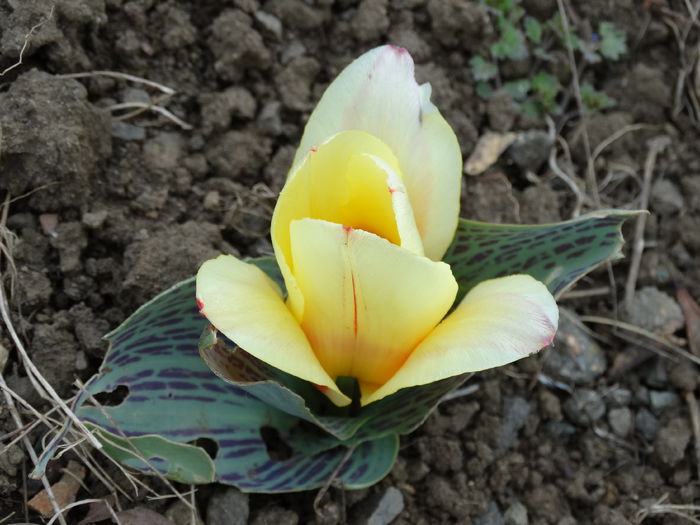 DSC09809 - Plante in gradina 2015