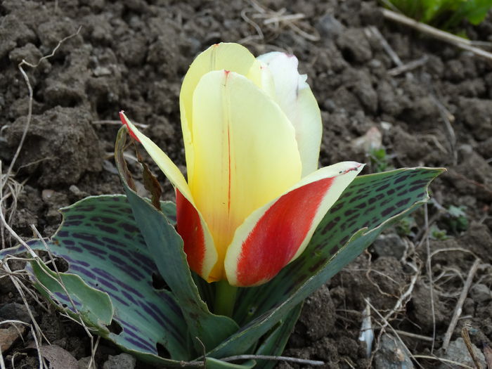 DSC09810 - Plante in gradina 2015