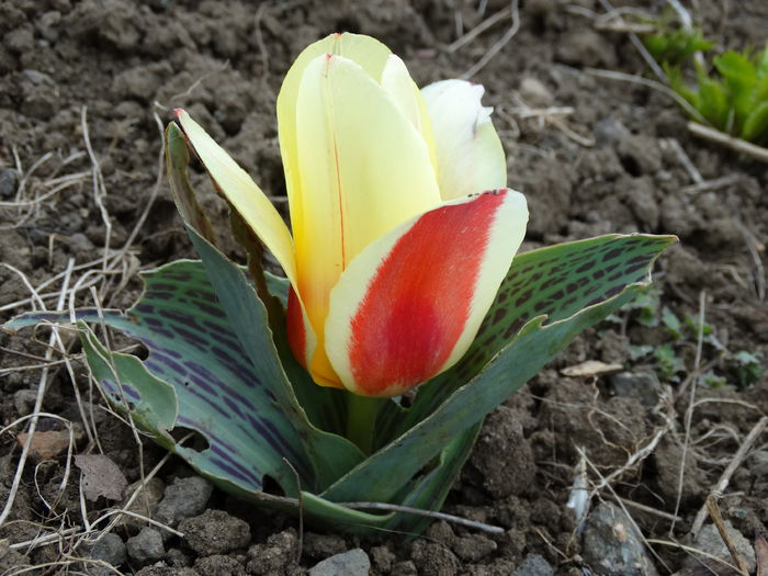 DSC09811 - Plante in gradina 2015
