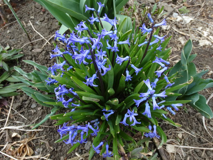 DSC09805 - Plante in gradina 2015