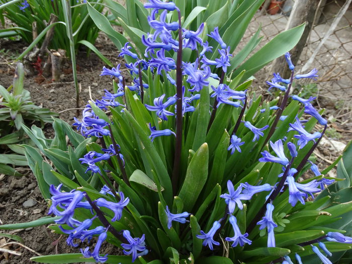 DSC09806 - Plante in gradina 2015