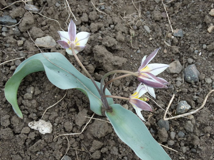 DSC09817 - Plante in gradina 2015