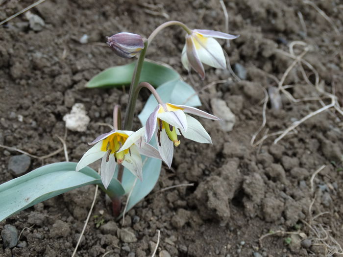DSC09815 - Plante in gradina 2015