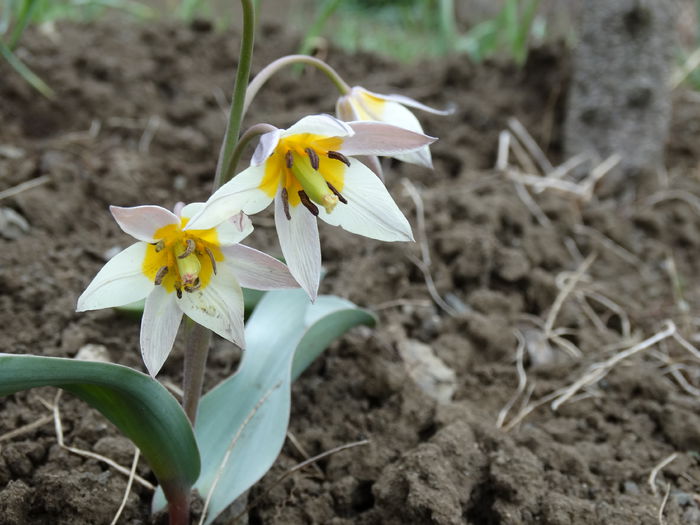 DSC09814 - Plante in gradina 2015