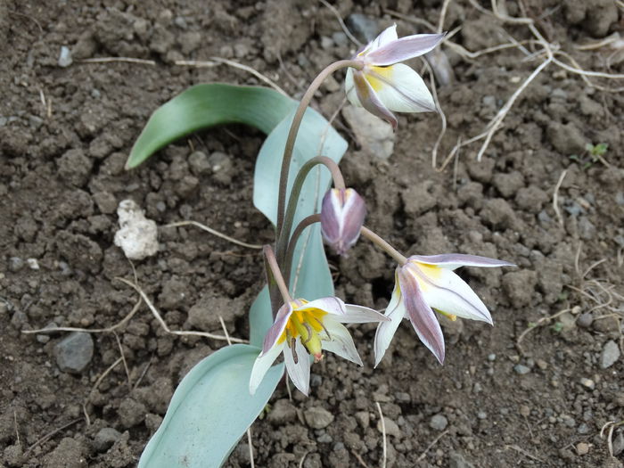 DSC09812 - Plante in gradina 2015