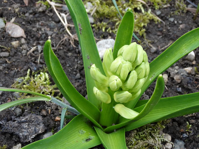 DSC09820 - Plante in gradina 2015