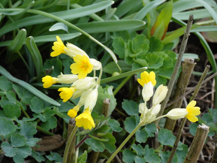 DSC09830 - Plante in gradina 2015