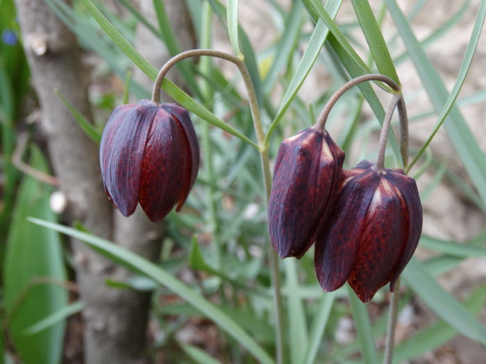 DSC09835 - Plante in gradina 2015