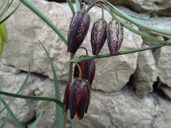 DSC09837 - Plante in gradina 2015