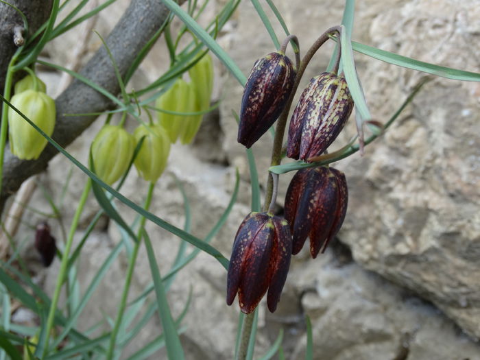 DSC09832 - Plante in gradina 2015