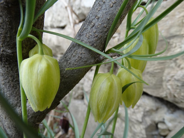 DSC09838 - Plante in gradina 2015