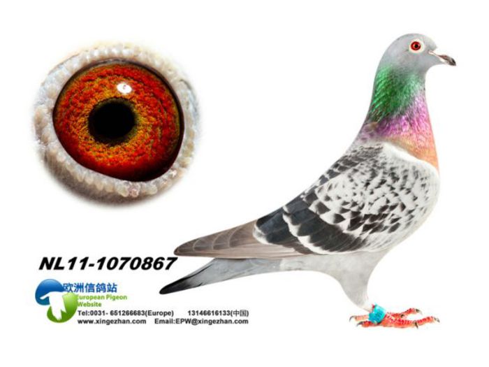 NL-2011 - Porumbei voiajori straini matca