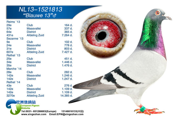 NL-2013 - Porumbei voiajori straini matca