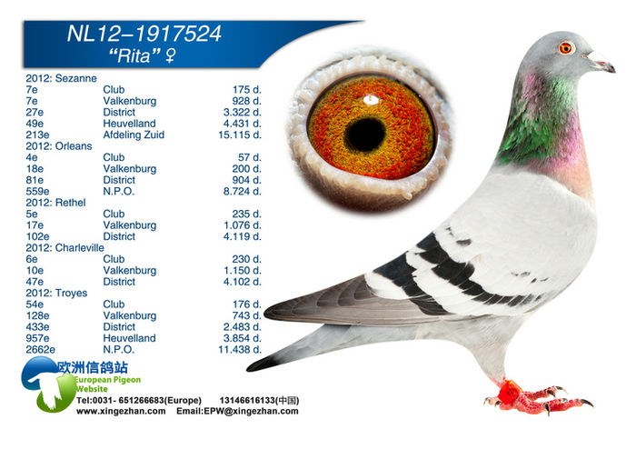 NL-2012 - Porumbei voiajori straini matca