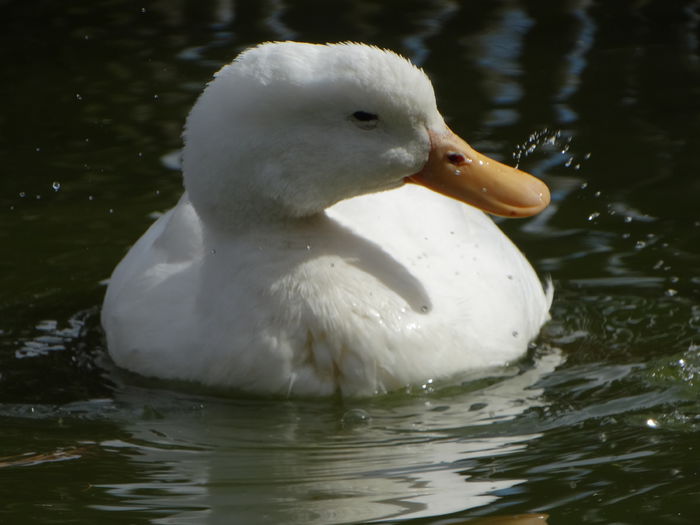 DSC05888