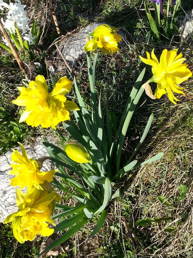 20150403_180059 - 1_PRIMAVARA