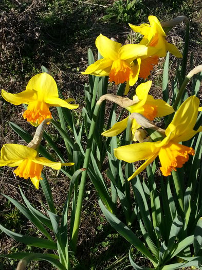 20150403_180125 - 1_PRIMAVARA