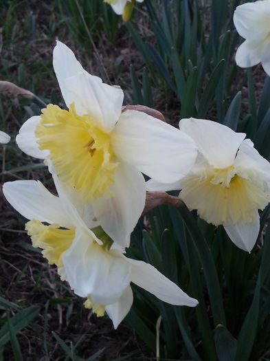 20150403_193614 - 1_PRIMAVARA