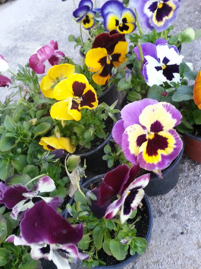 20150403_194049 - 1_PRIMAVARA