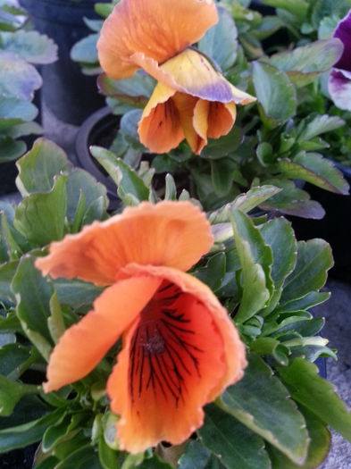 20150403_194101 - 1_PRIMAVARA