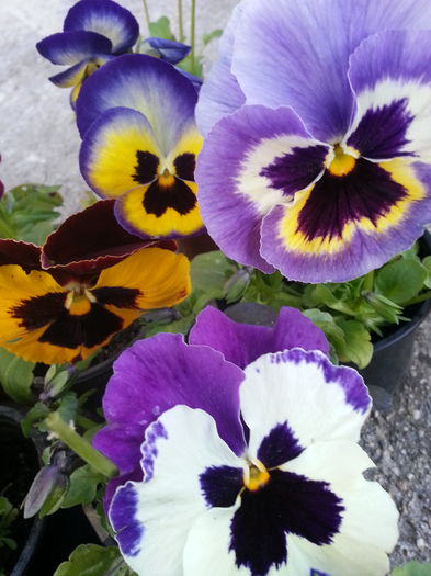 20150403_194113 - 1_PRIMAVARA