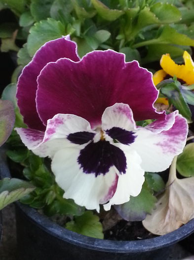 20150403_194150 - 1_PRIMAVARA