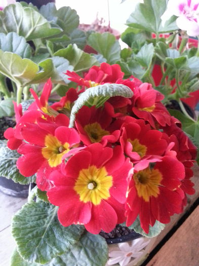 20150403_194404 - 1_PRIMAVARA