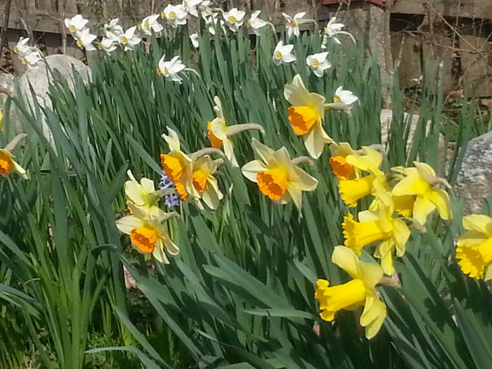 20150405_095001 - 1_PRIMAVARA