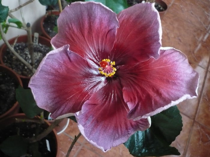 P1210792 - HIBISCUSI 2015-1