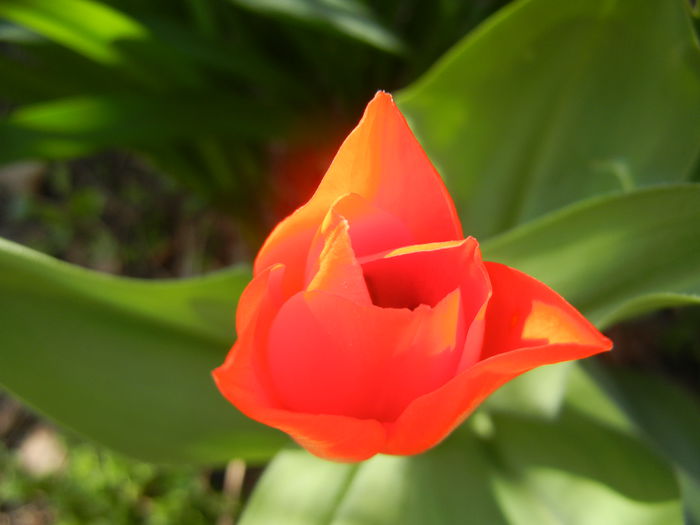 Tulipa Praestans Fusilier (2015, April 05) Tulipa Praestans Fusilier (2015, April 05)