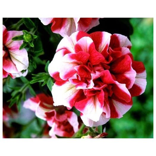 petunia-tumbelina-cherry-ripple-g9 - achizitii primavara 2015