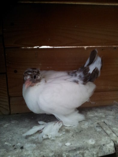 2015-04-06 18.01.45 - Orizonturi pt obtinerea de Nord Caucazian cu coada rosie  red tail pigeons