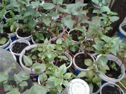 fuchsia diferite culori