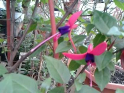 mini fuchsia