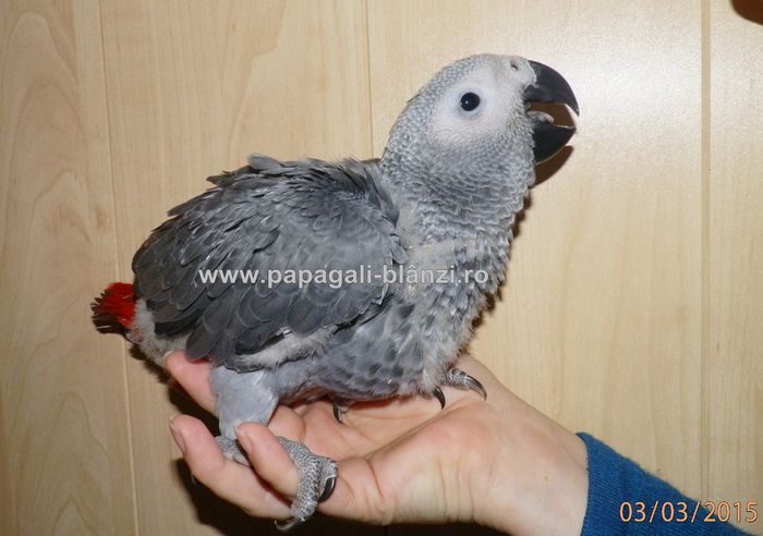 papagali Jako 2015 (39) - vand papagali Jako 2015