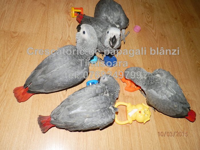 papagali Jako 2015 (48)