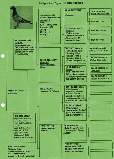 fiica 039 - PEDIGREE