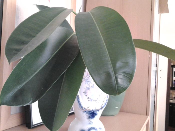 lastar ficus clasic - provizoriu