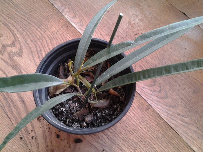 ficus amsteel queen - provizoriu