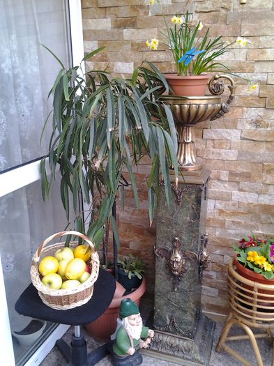 planta mama -ficus amsteel queen