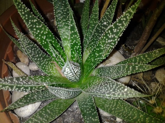 aloe aristata