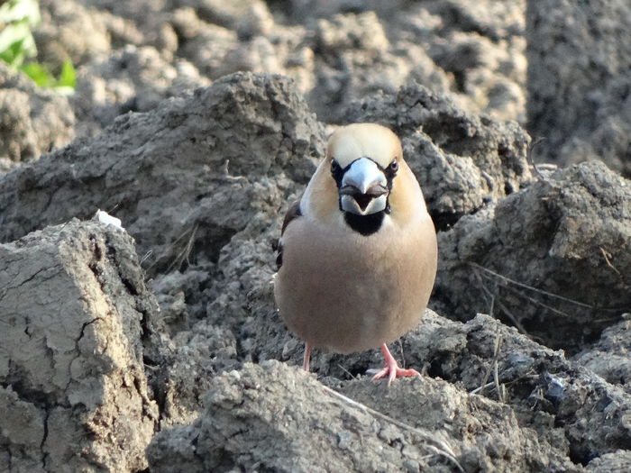 dar sta si pe pamant - a-vizitatorii gradinii-2015