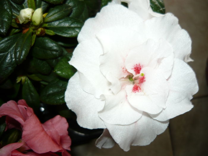 azalee alba cu mijloc rosu  floare