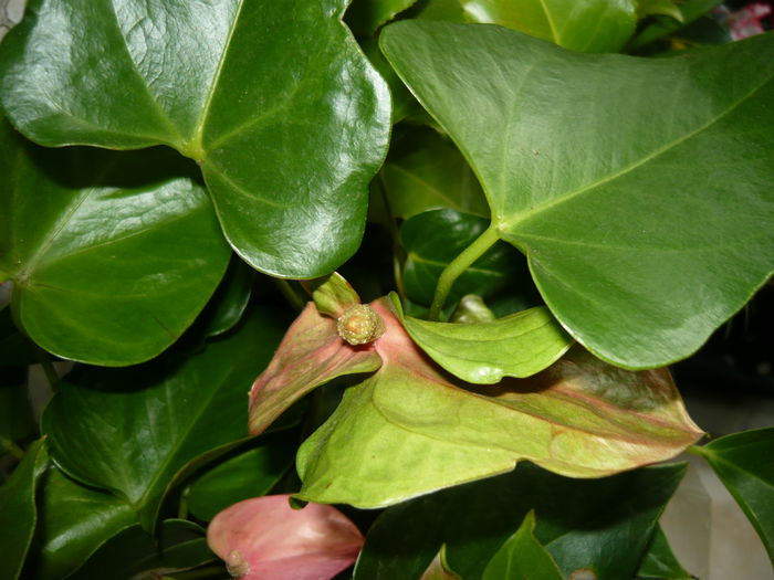 Anthurium roz cu verde 39ron - ANTHURiUM-diverse culori de vanzare